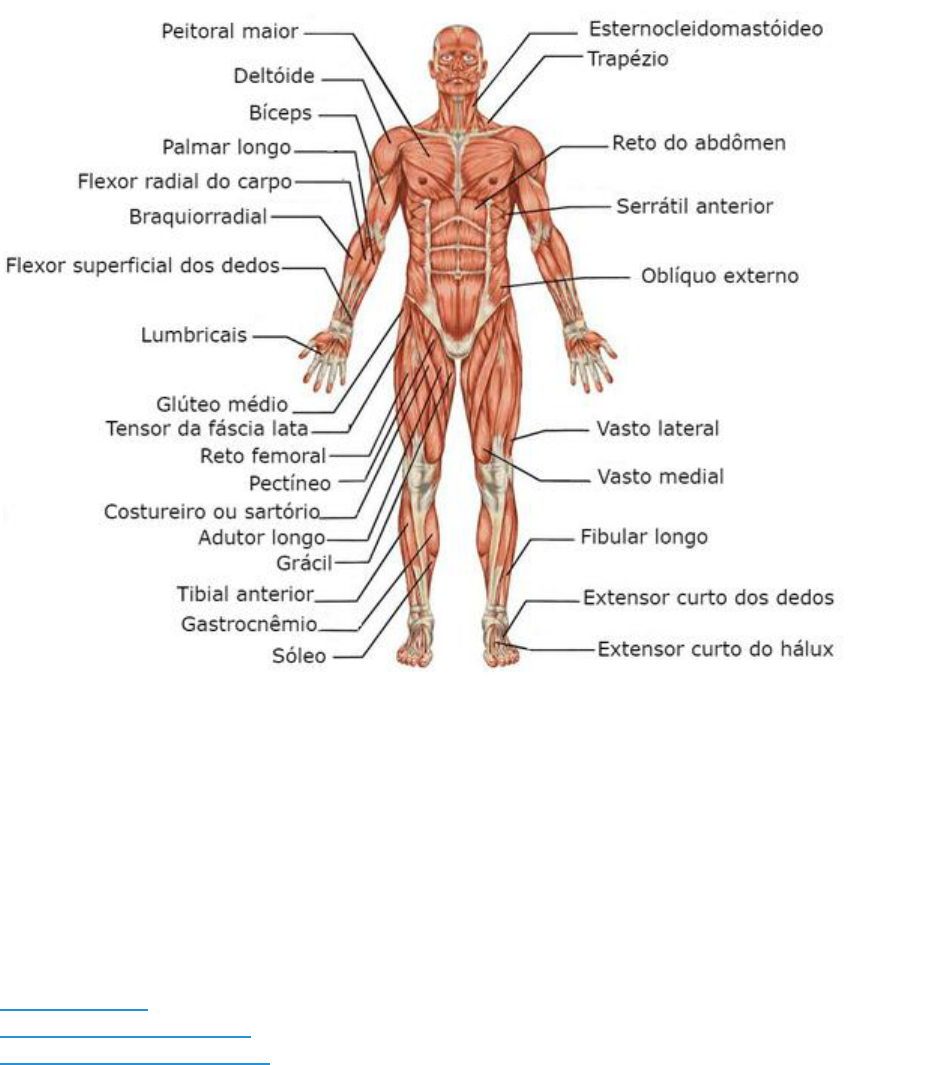 sistema muscular - Anatomia e Neuro Anatomia Humana