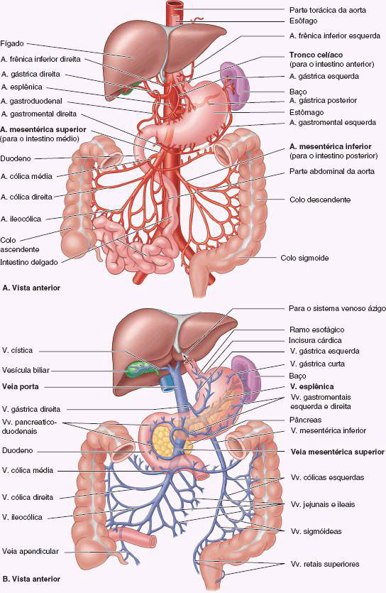 Irrigação e Drenagem Sistema Digestorio - Anatomia Humana I