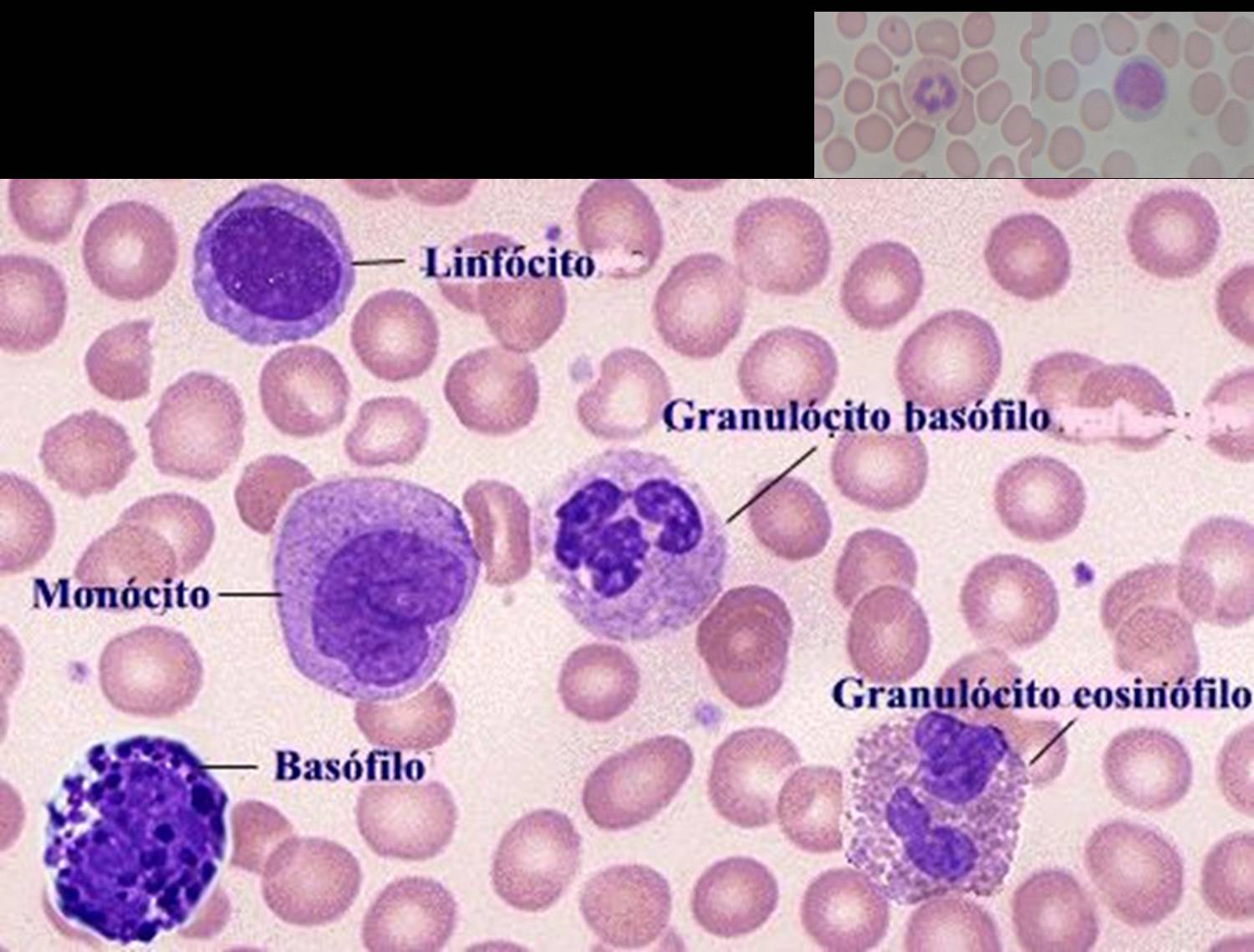 35 Esfregaço Sanguineo Histologia I 1308