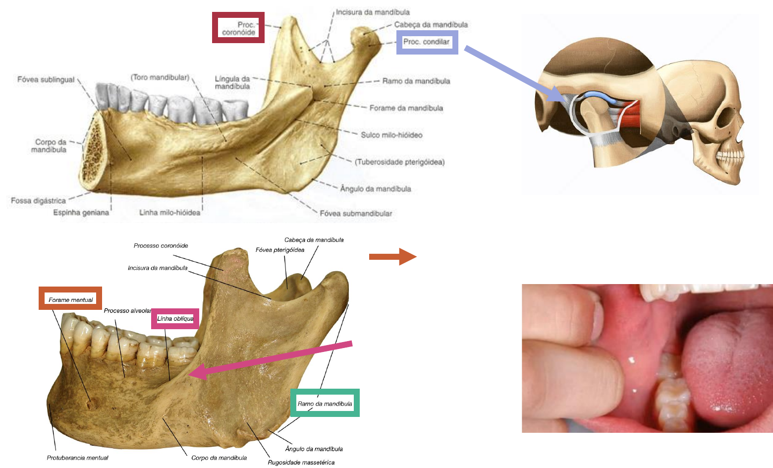 Dra. Dentinhos - 💀 Anatomia da Mandíbula ☠️ ⠀ O que achariam de uma  apostila de anatomia só com desenhos meus? ♥️ ⠀ #anatomia #anato #mandibula  #mandibular #fisiologia #odontologia #medicina #odontoporamor  #studygramodontologia #anatomy #jaw