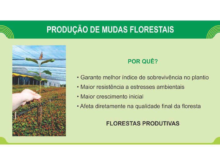 Produção de mudas florestais Viveiros e métodos de propagação Sementes e Viveiros Florestais