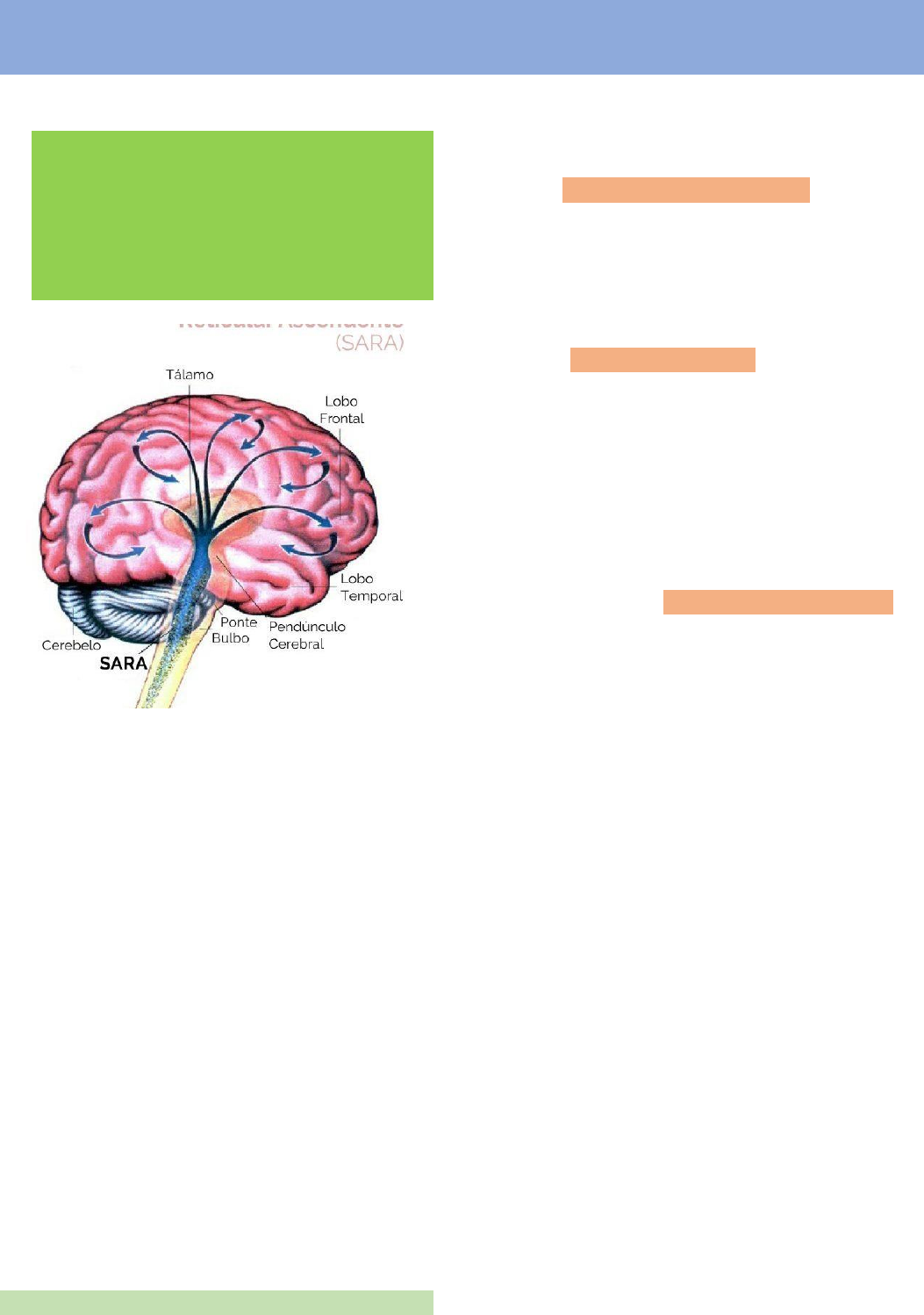Grátis: 1 O cerebro com foco e disciplina - Renato Alves - Material Claro e  Objetivo em PDF para Estudo Rápido, image size:1053x1498