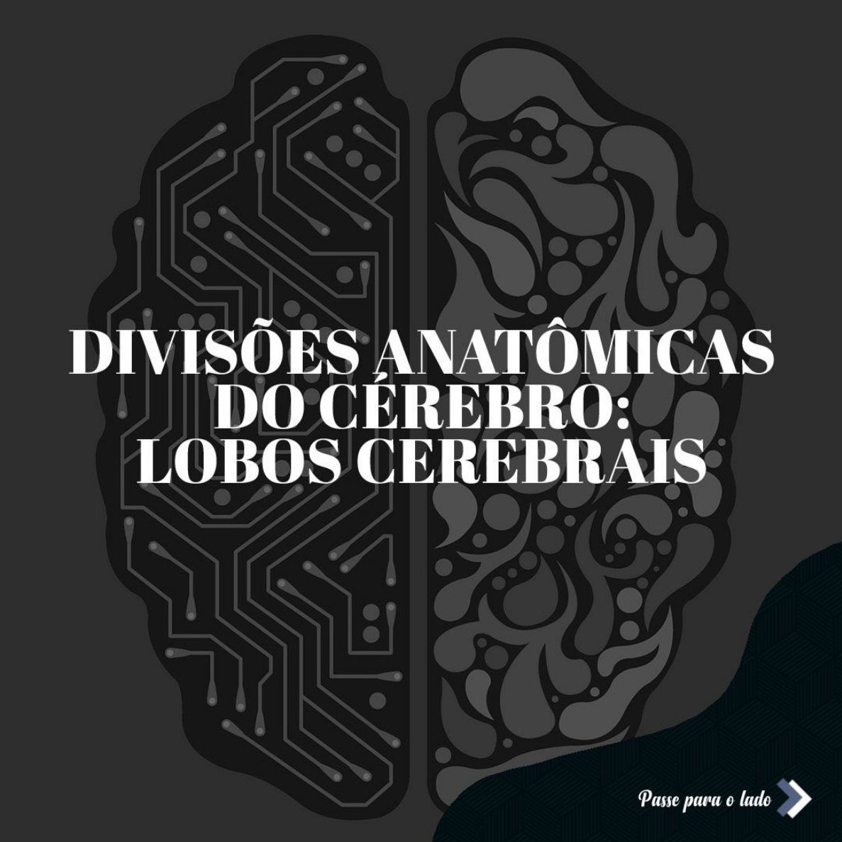 Lobos Cerebrais - Neuroanatomia e Neurofisiologia