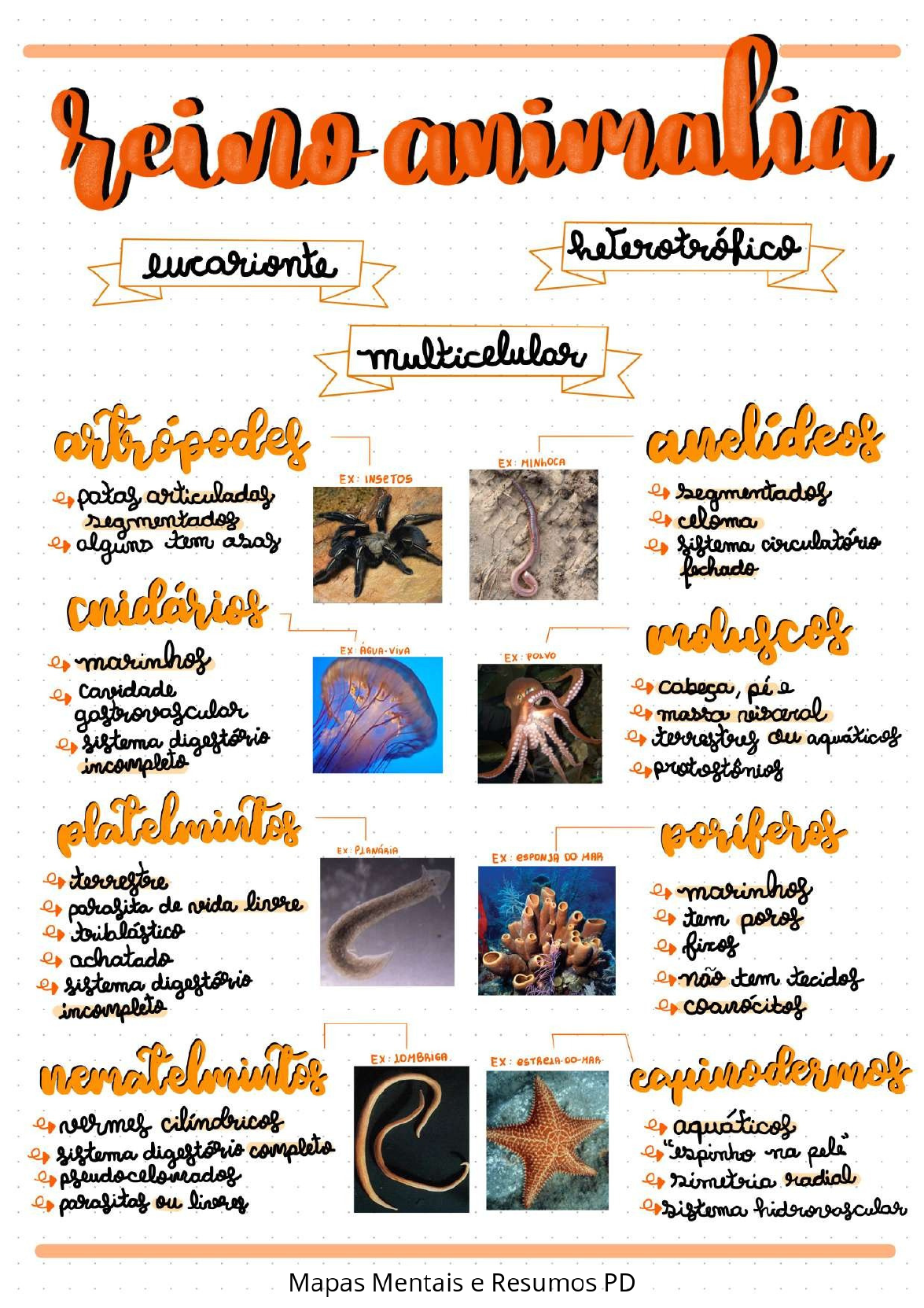 Grátis: Reino Animalia - Material Claro e Objetivo em PDF para Estudo Rápido, image size:1175x1663