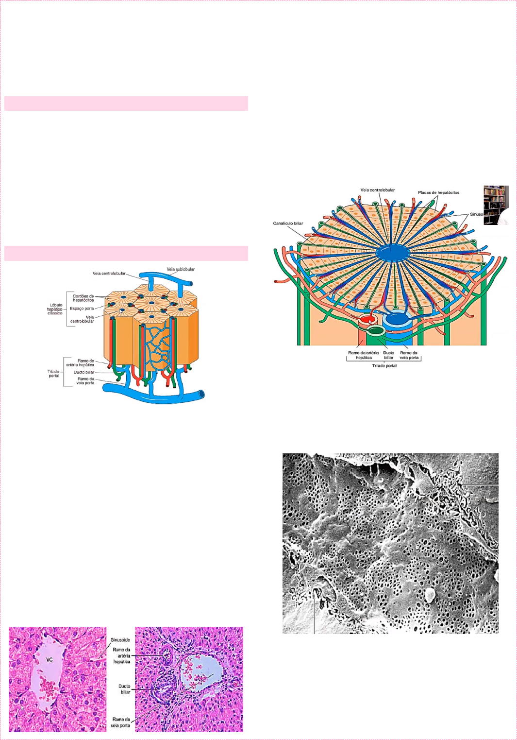Grátis: Células de Kupffer - Material Claro e Objetivo em PDF para Estudo  Rápido, image size:1065x1523