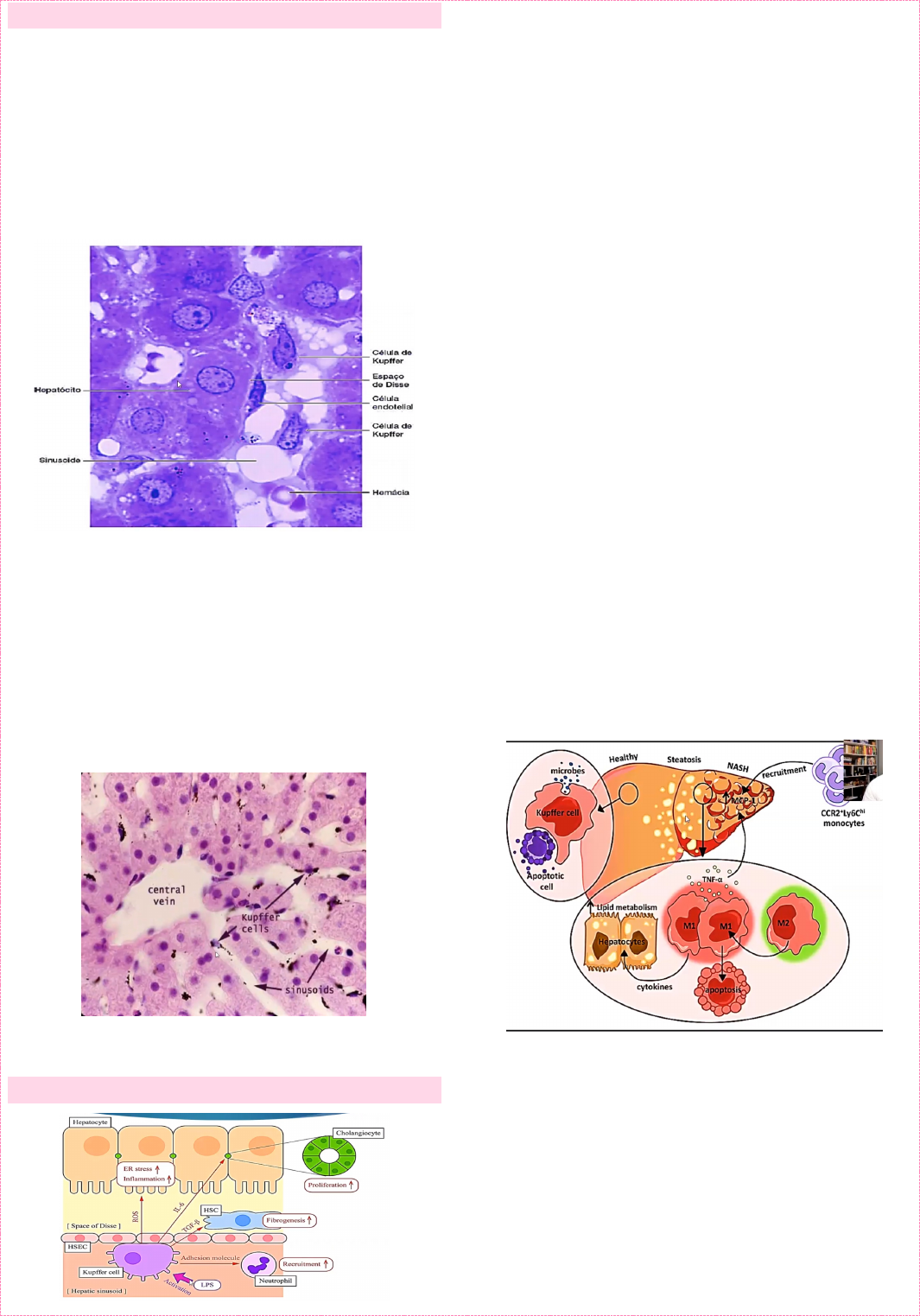 Grátis: Células de Kupffer - Material Claro e Objetivo em PDF para Estudo  Rápido, image size:1065x1523