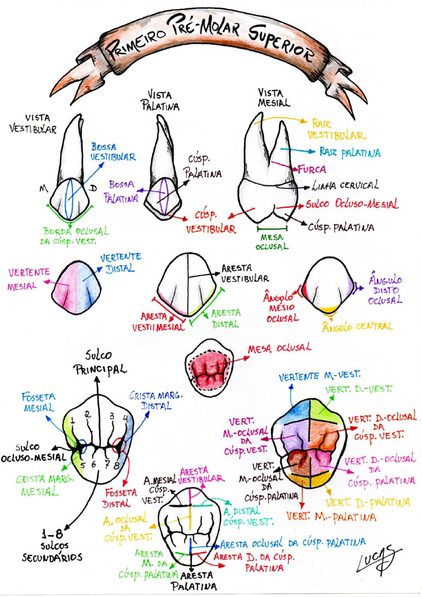 Dra. Dentinhos - 💀 Anatomia da Mandíbula ☠️ ⠀ O que achariam de uma  apostila de anatomia só com desenhos meus? ♥️ ⠀ #anatomia #anato #mandibula  #mandibular #fisiologia #odontologia #medicina #odontoporamor  #studygramodontologia #anatomy #jaw