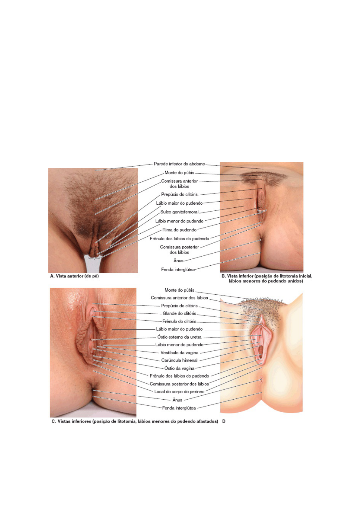 22 - Sistema genital feminino - Anatomia Humana I