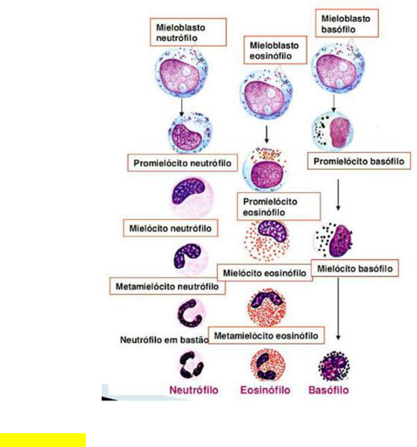 mieloblasto vs promielócito