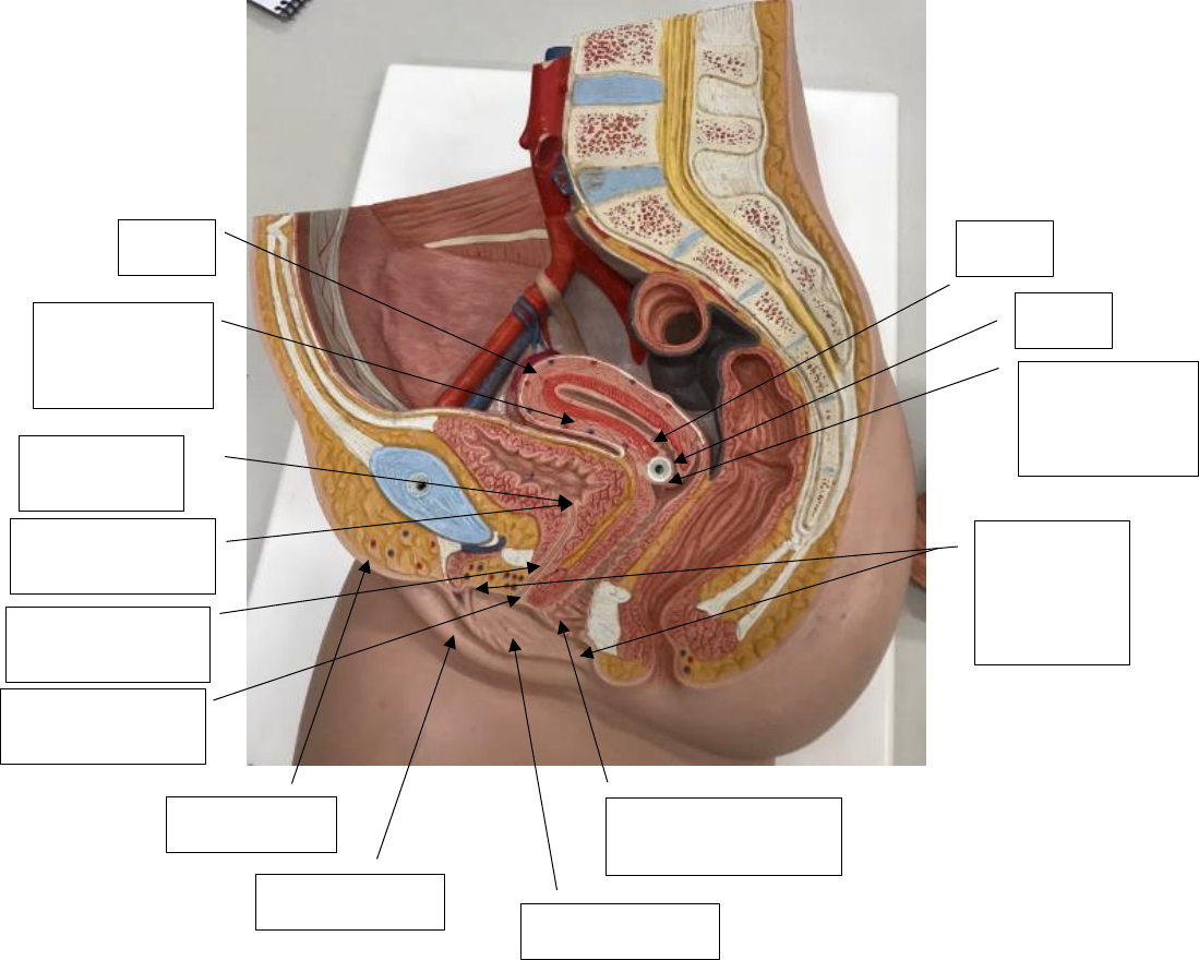 Grátis: Fotos Sistema Reprodutor Feminino - Material Claro e Objetivo em  PDF para Estudo Rápido, image size:1099x880