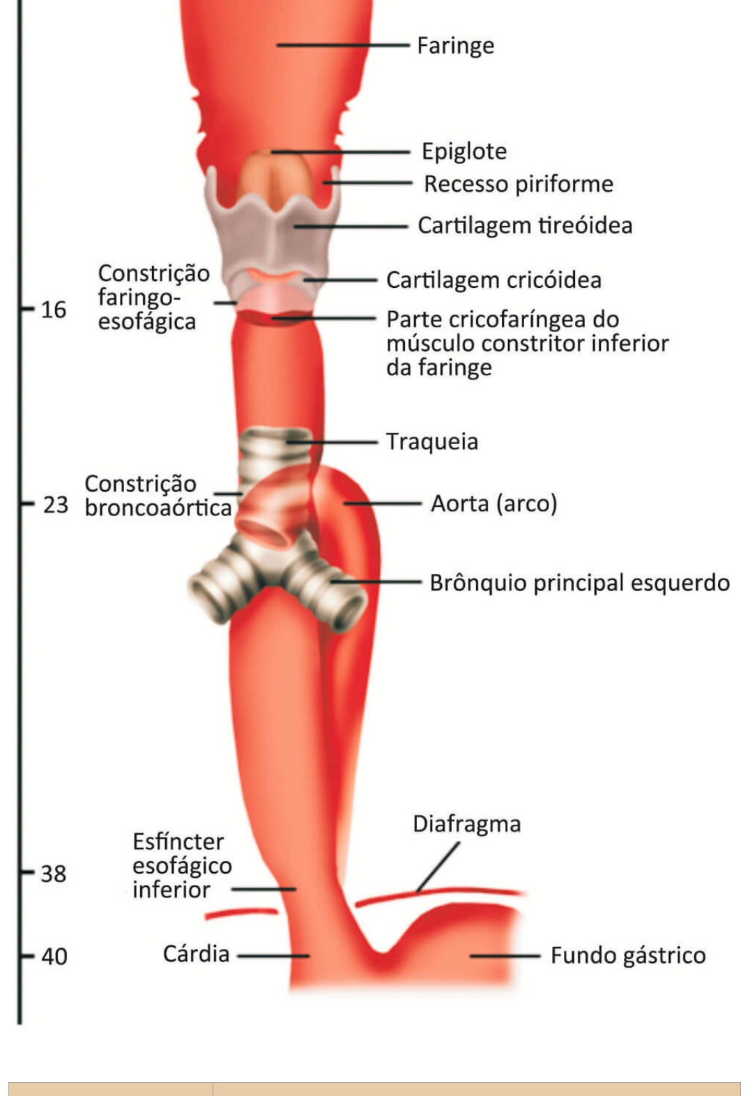 Partes Do Esofago Grátis: Esôfago E Estômago Anatomia Teórica