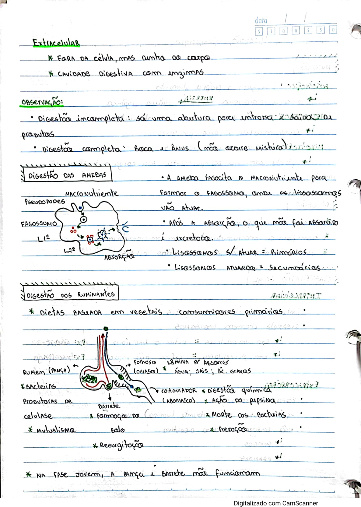 digestão comparada biologia