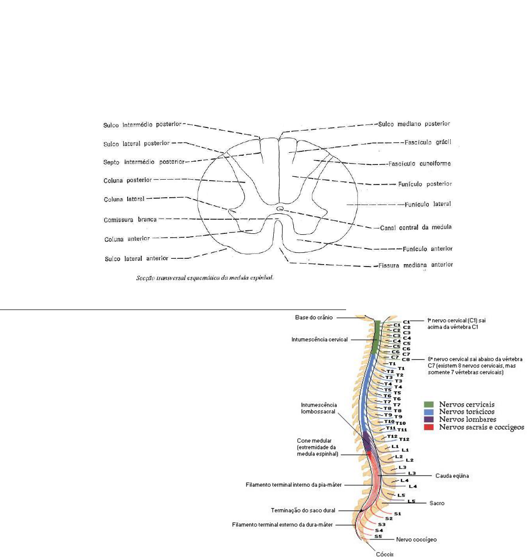 ANATOMIA MACROSCÓPICA DA MEDULA ESPINHAL E SEUS ENVOLTÓRIOS