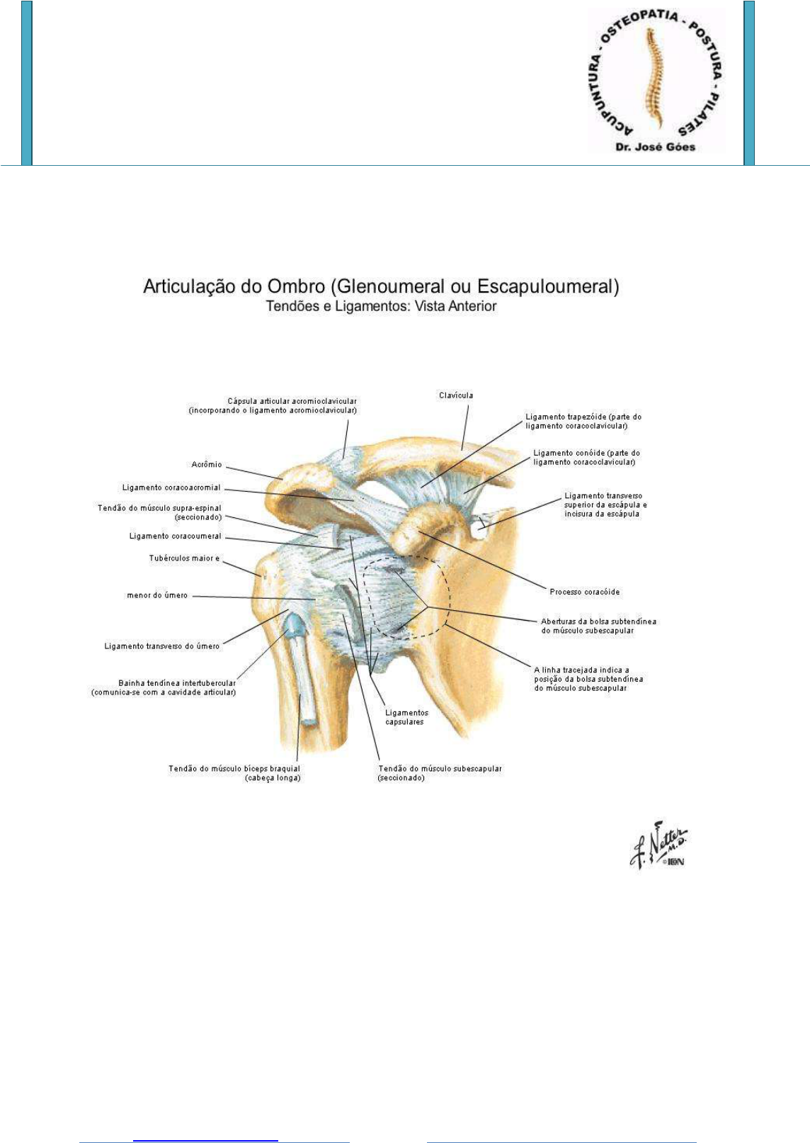 Grátis: ANATOMIA DO OMBRO - Material Claro e Objetivo em PDF para Estudo  Rápido, image size:1144x1613