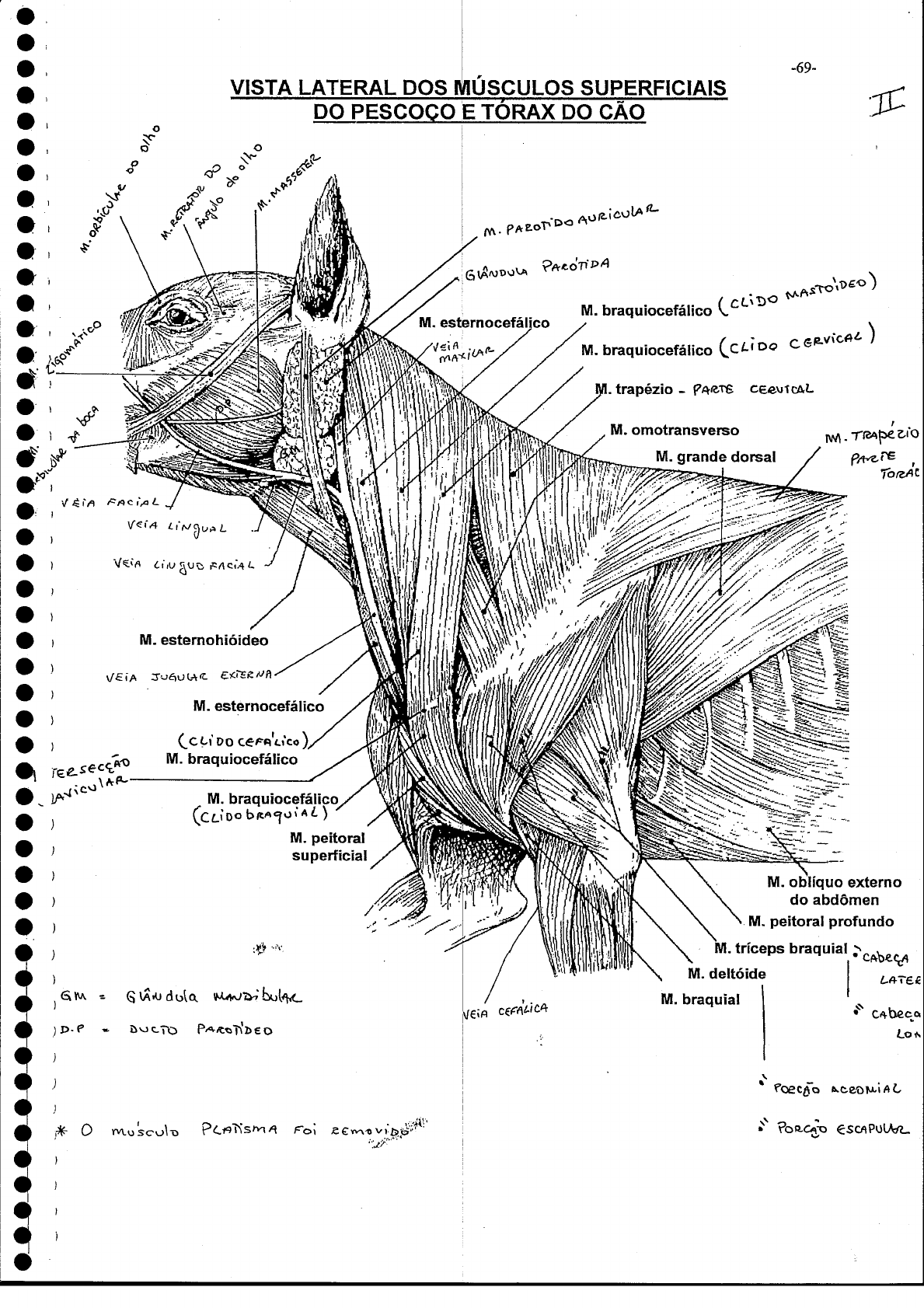 Anatomia Muscular Dog Anatomia Veterinária I Anatomia Muscular Dog Anatomia Veterinária I