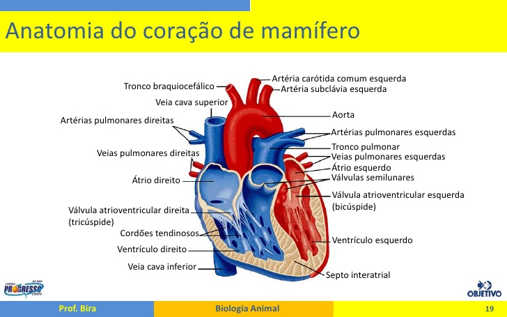 Considere O Coração De Um Mamifero Por Exemplo O Homem