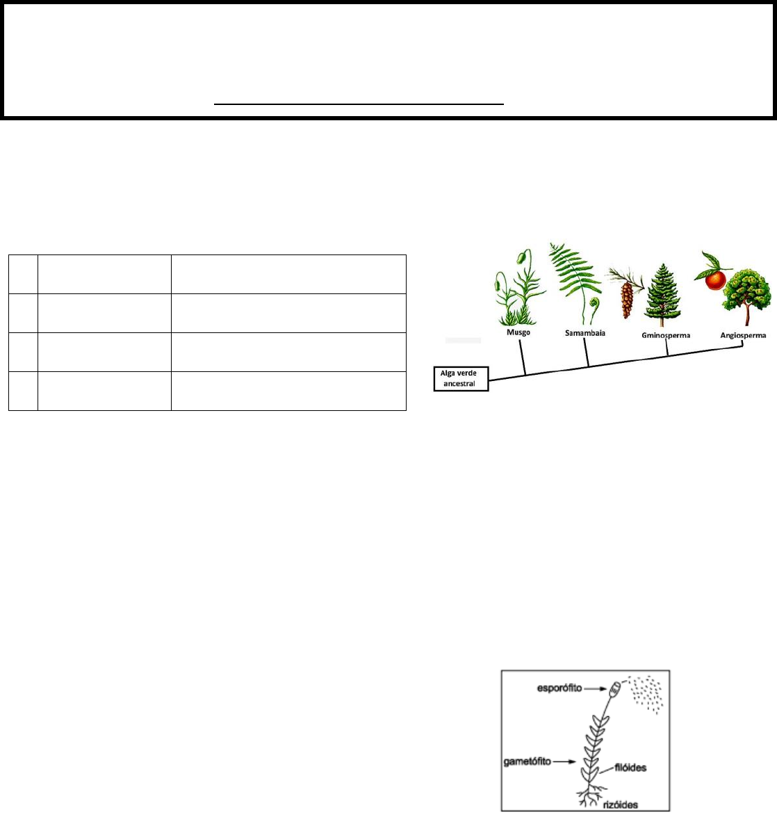Capítulo V. El reino vegetal - Issuu, image size:1118x1175