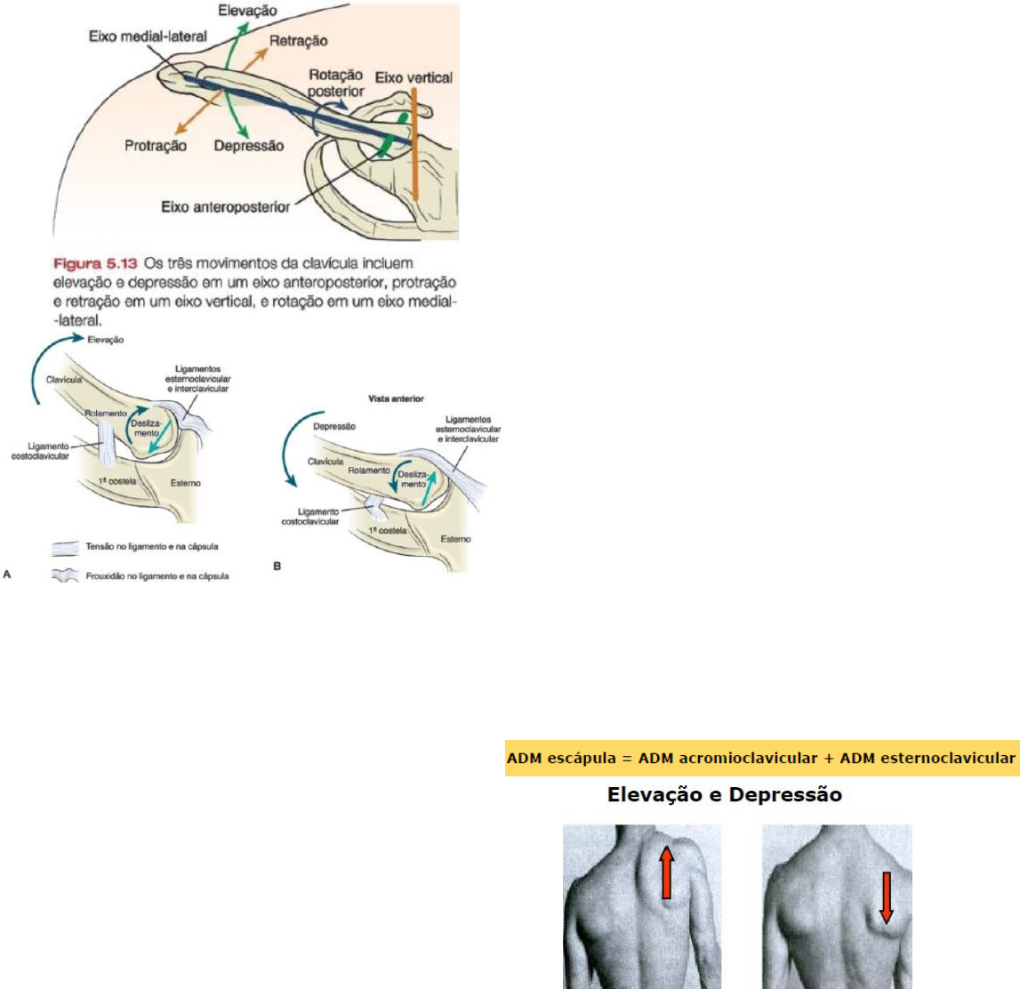 Resumo - Prova l Cinesiologia Complexo Cintura Escapular e Ombro -  Cinesiologia e Biomecânica