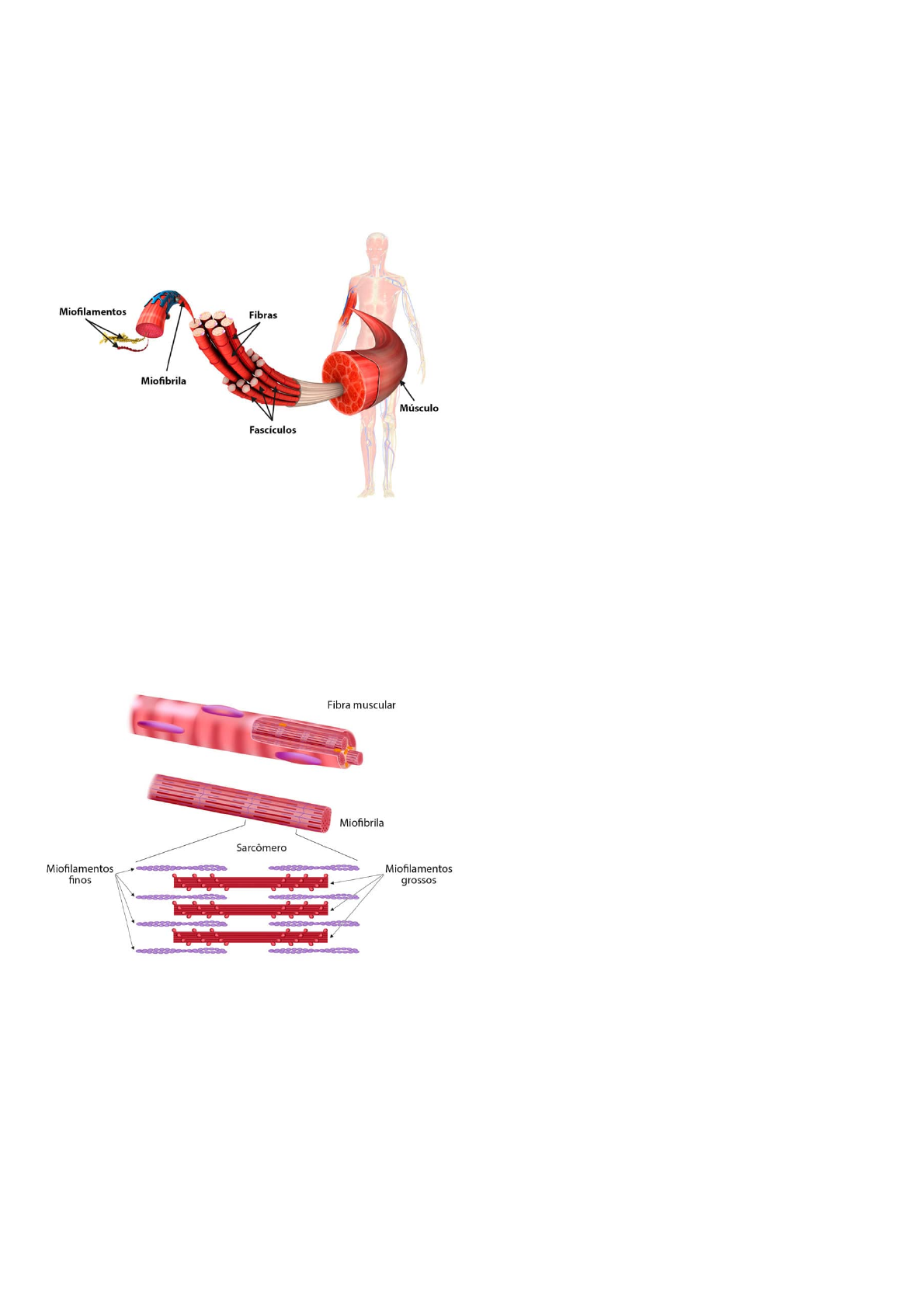 Análise do desempenho da força e da potência muscular durante as fases do  ciclo menstrual