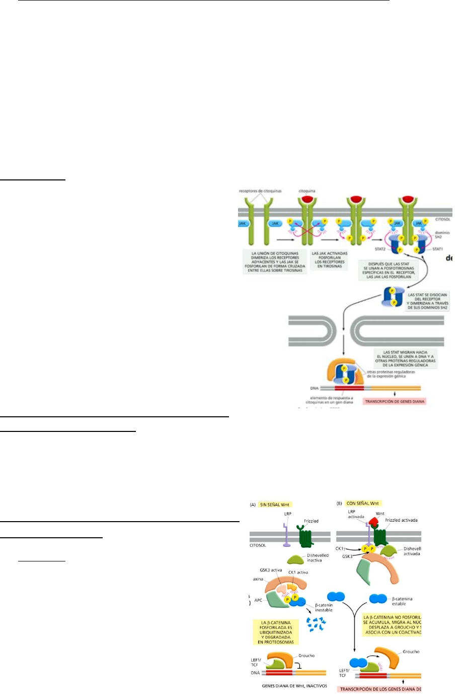 mapa del receptor de tirosina quinasa