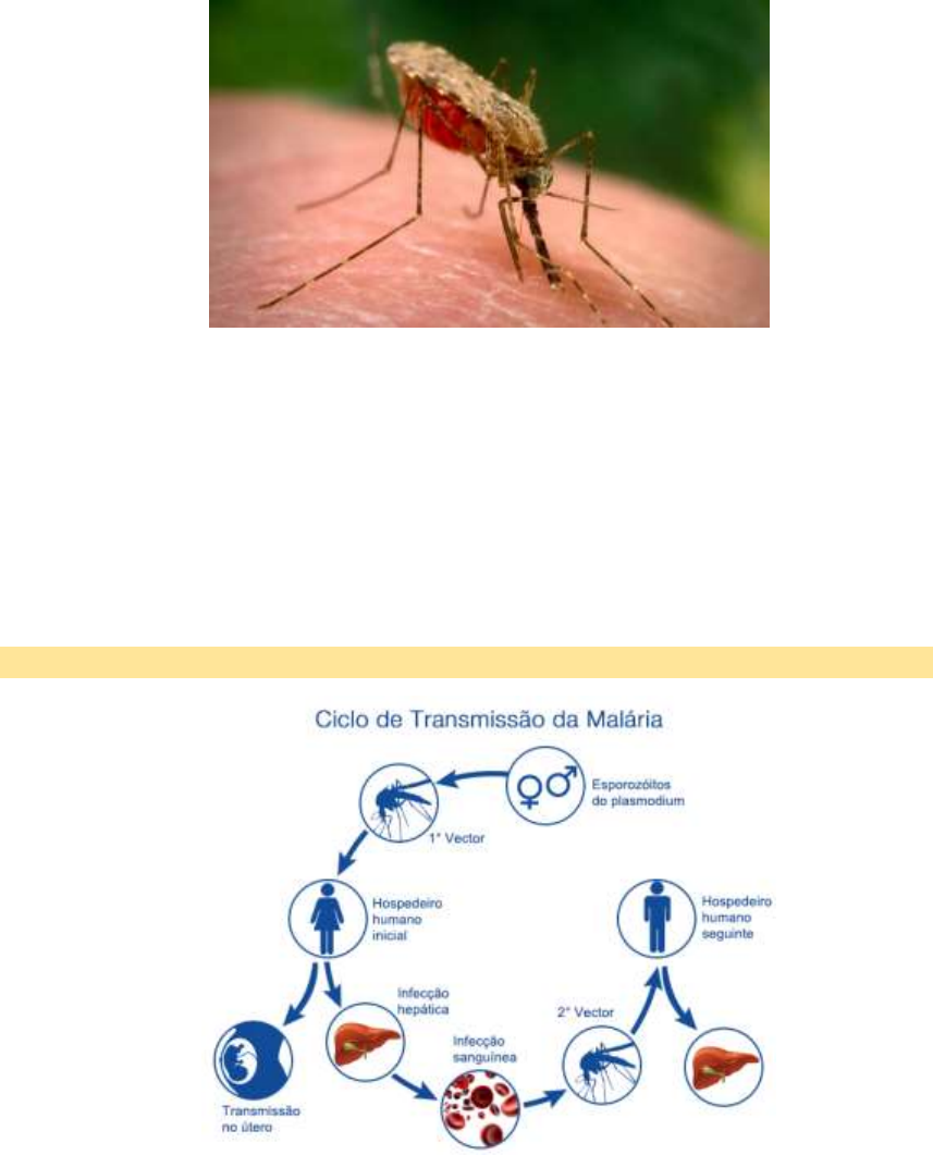 MALÁRIA PDF - Infectologia