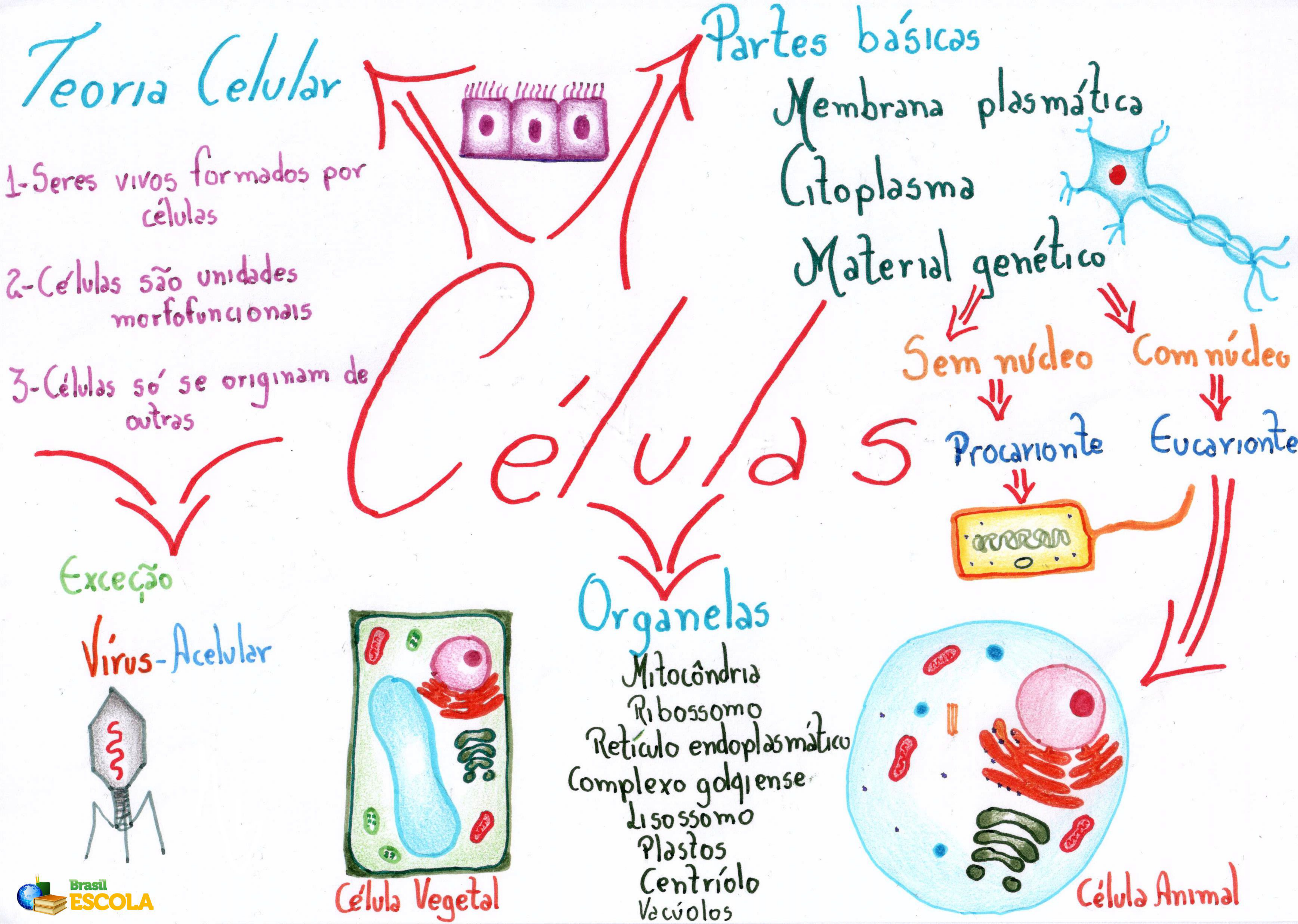 CÉLULA MAPA MENTAL - Biologia Celular