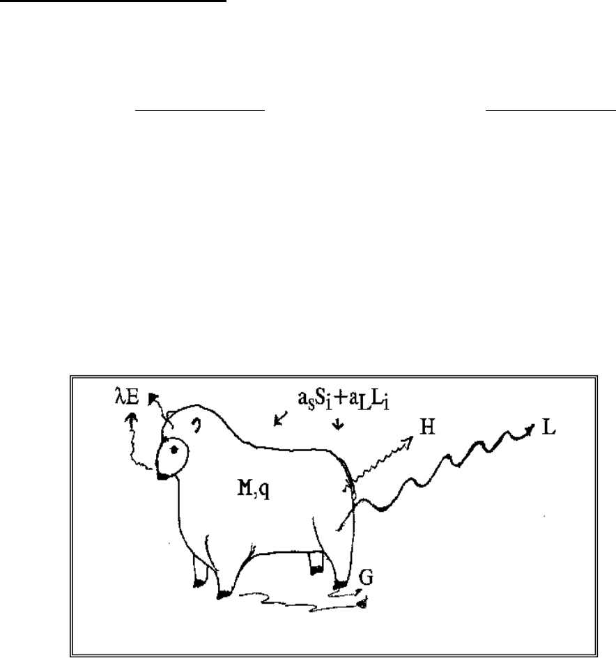 File:Inseto conhecido como Cavalo Do Cão-Ba.jpg - Wikimedia Commons