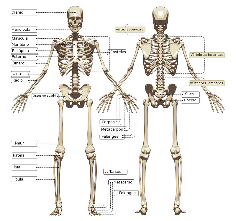 Esqueleto axial e apendicular – Anatomia papel e caneta