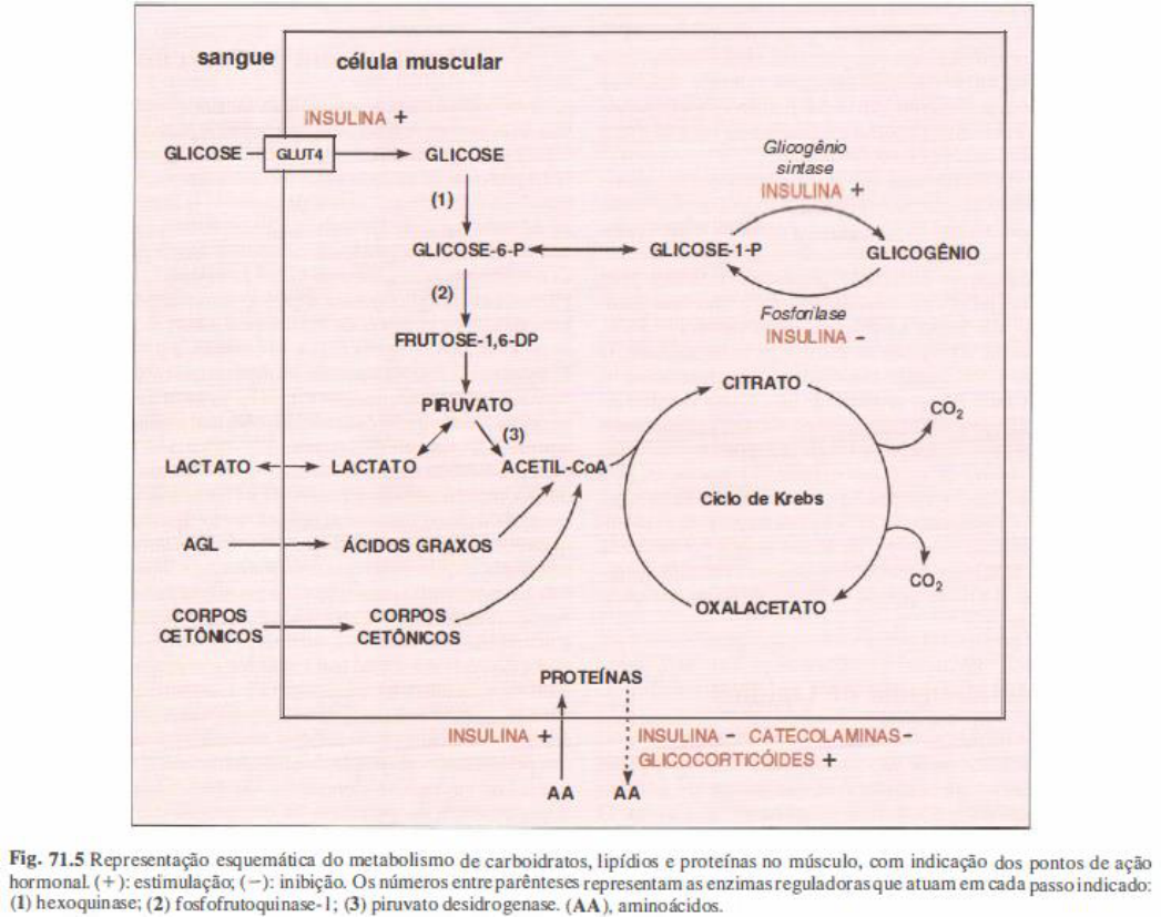 Resumo Fisiologia do Controle hormonal e neural do metabolismo