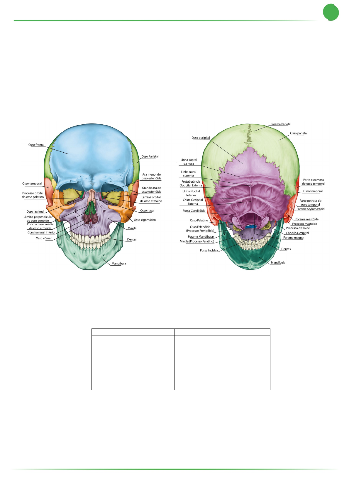 ☢️ ANATOMIA RESUMIDA ☢️ Ossos do Corpo Humano No #card2