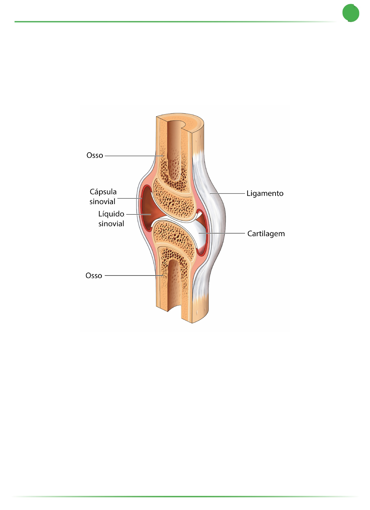 ☢️ ANATOMIA RESUMIDA ☢️ Ossos do Corpo Humano No #card2