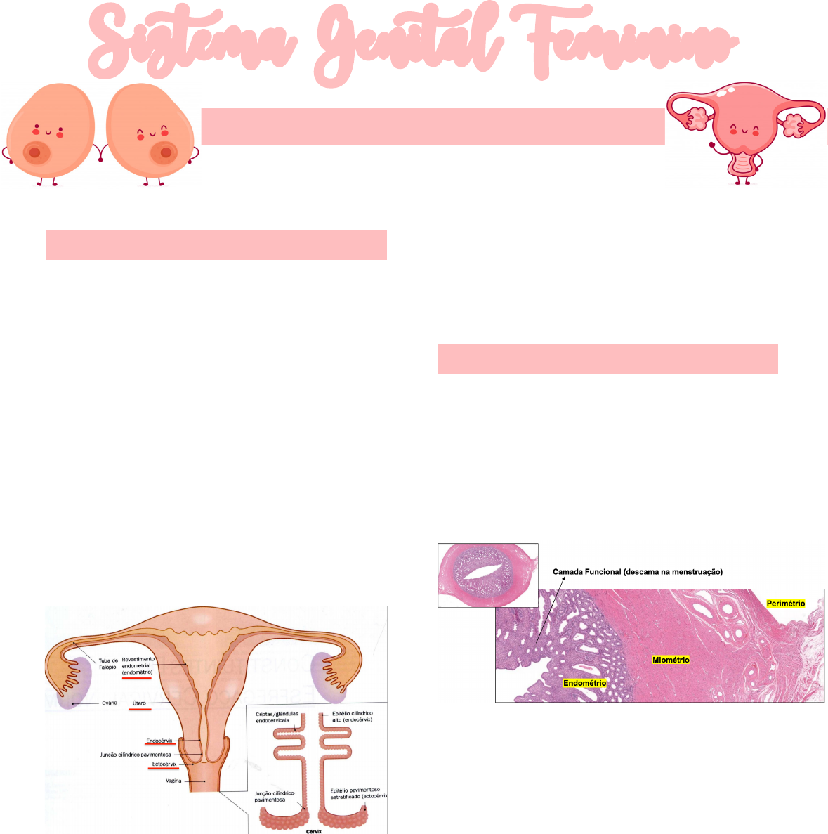 Embriologia Sistema Genital Feminino Embriologia