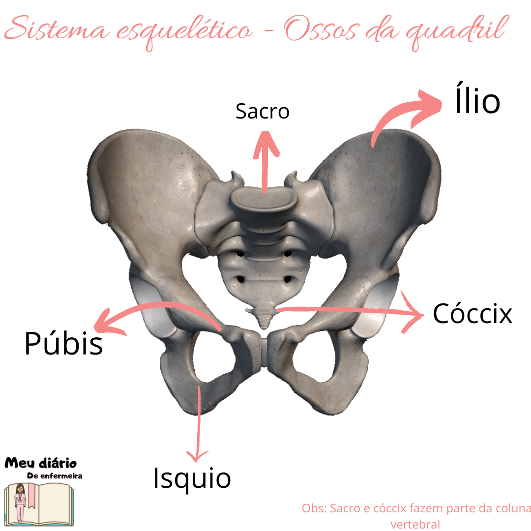 Osso do Quadril - Anatomia Quiz