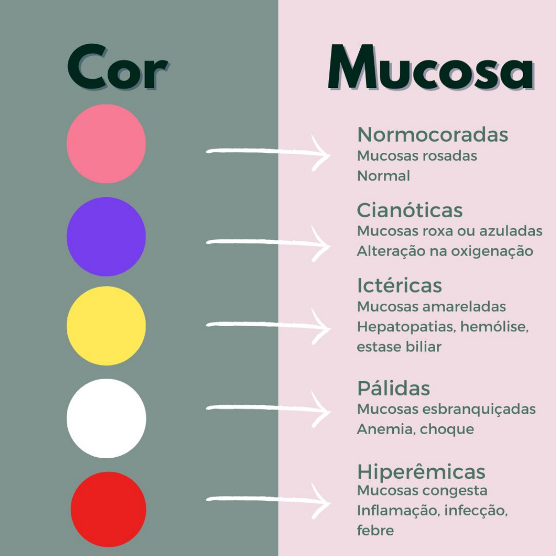 Avaliação das mucosas em pequenos animais - Práticas Veterinárias II