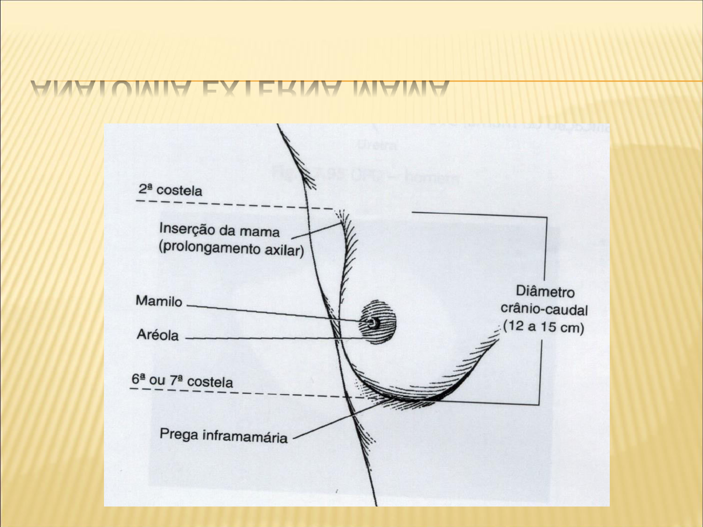 anatomia da mama - Mamografia e Densitometria