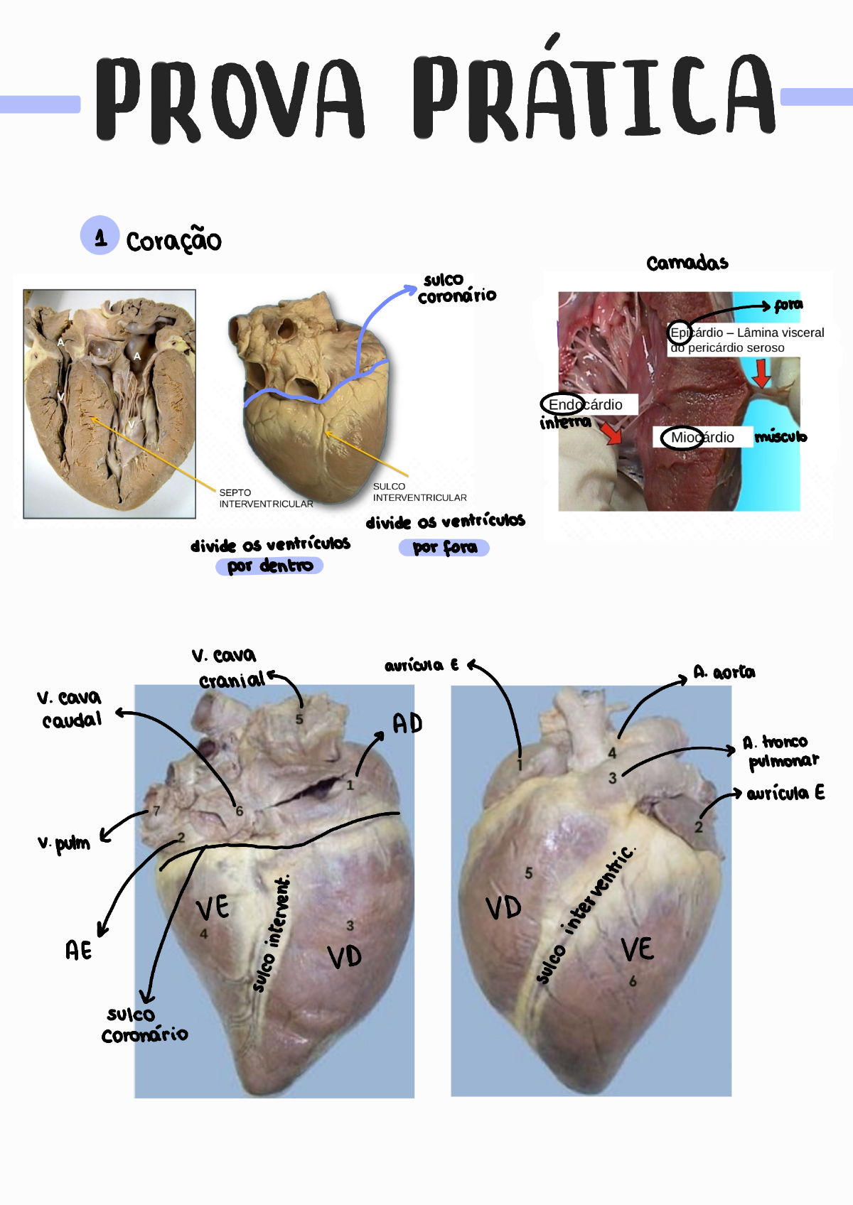 Anatomia Prática - Anatomia I