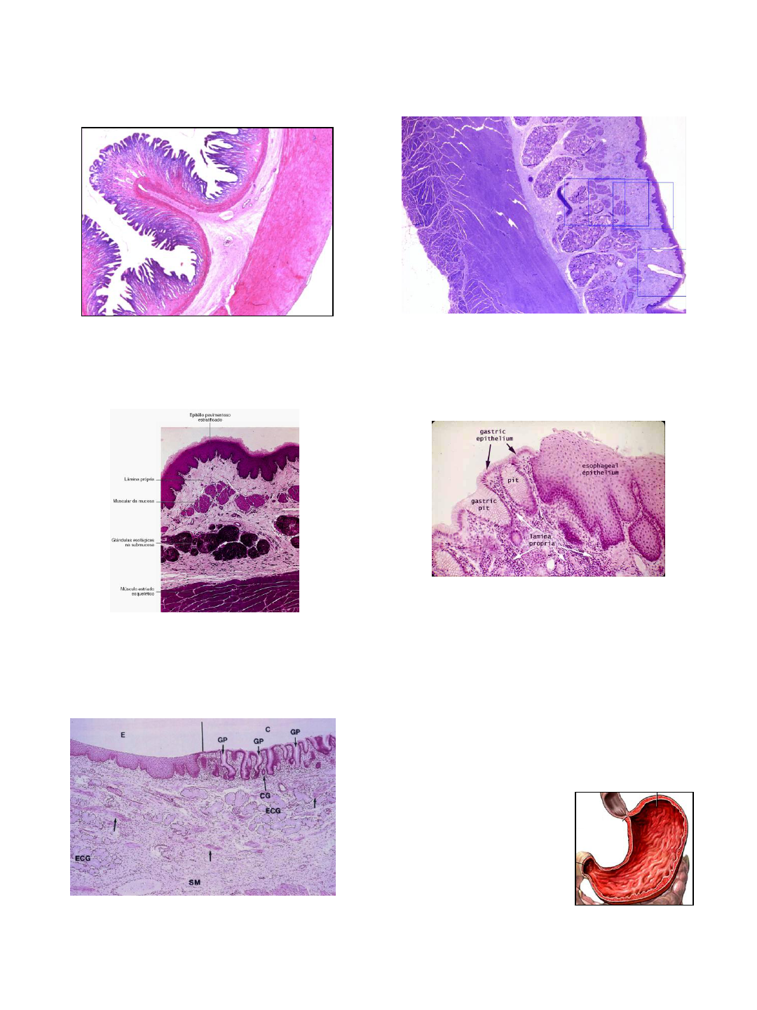 Sistema Digest Rio Histologia I