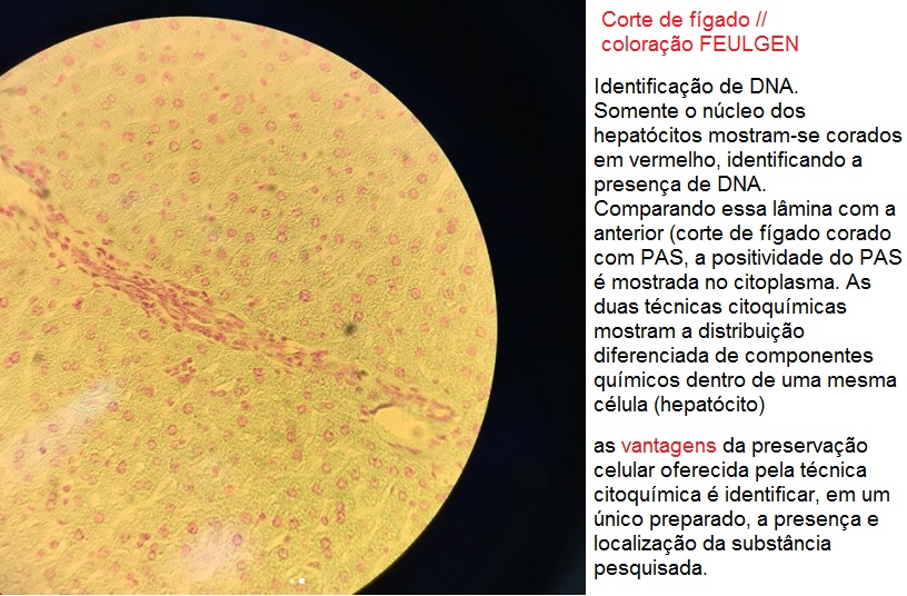 experimento de ganzfeld pt 7 realizado por experiência flamino #cortes