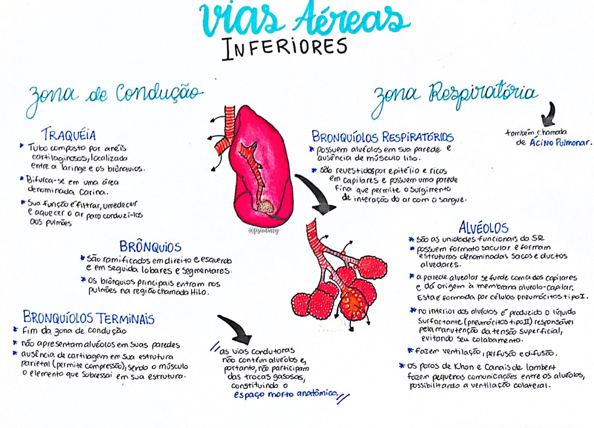 Vias Aéreas Inferiores Anatomia Humana I