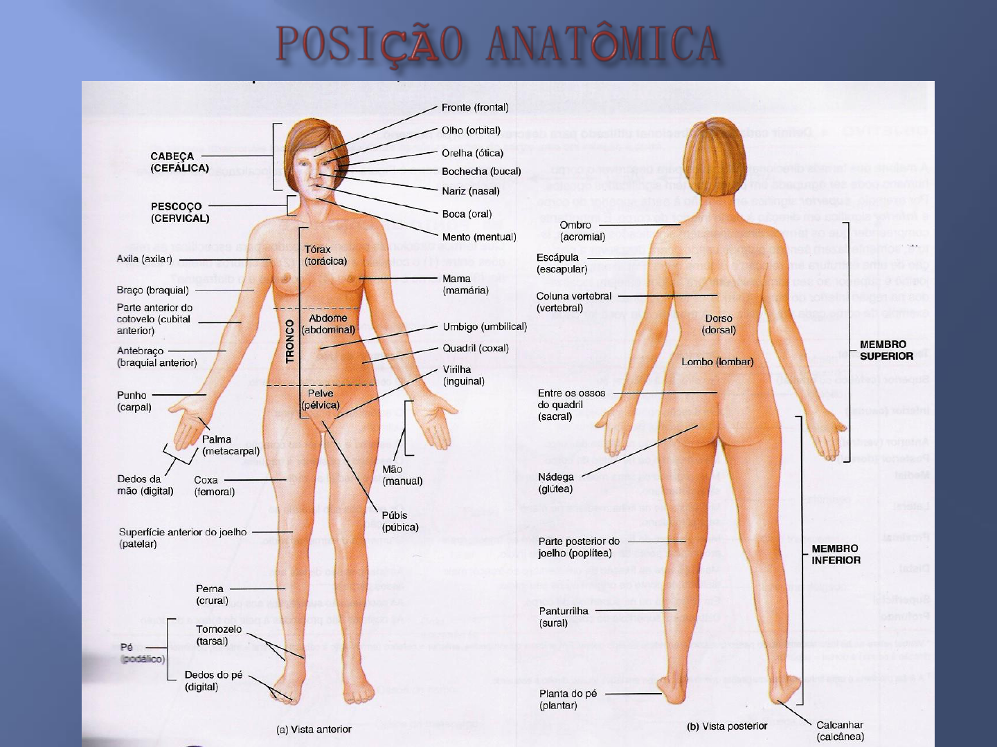 Posicao Anatomica E Termos Direcionais Planos E Termos De Referência