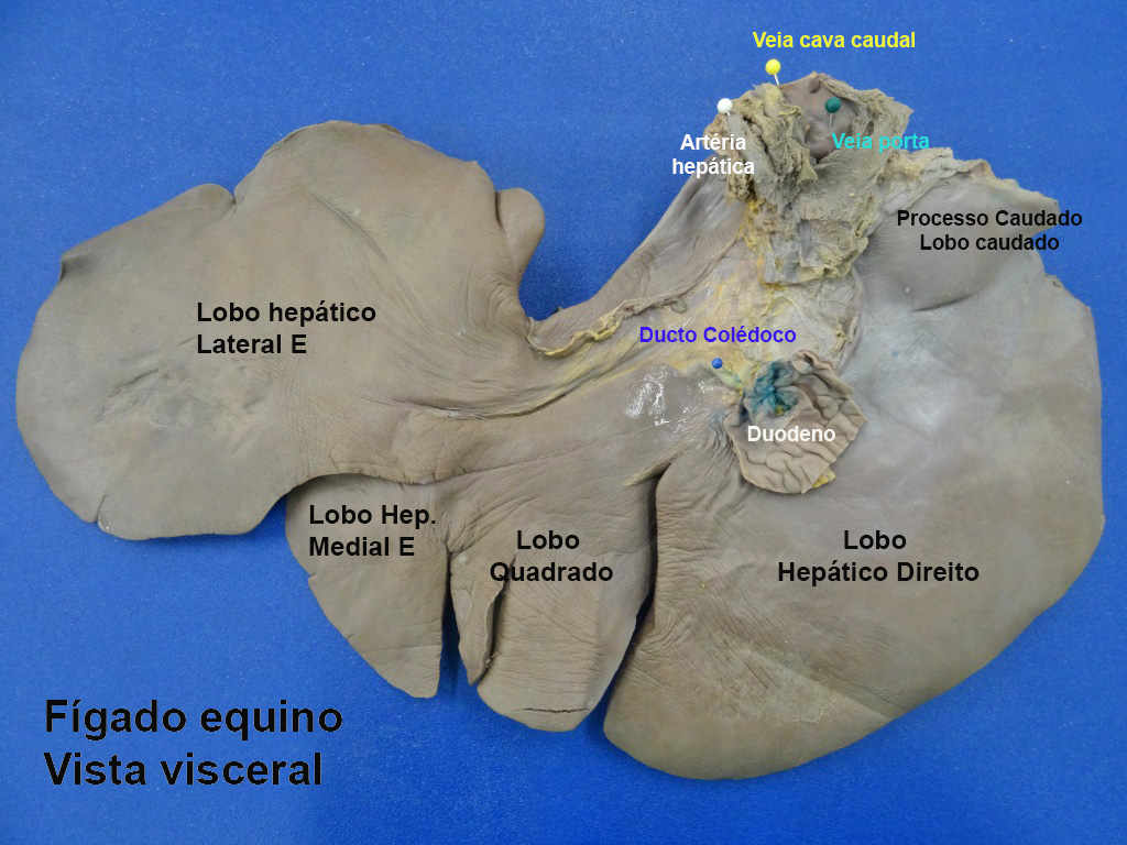 Figado Equino (7)b - Anatomia Veterinária I