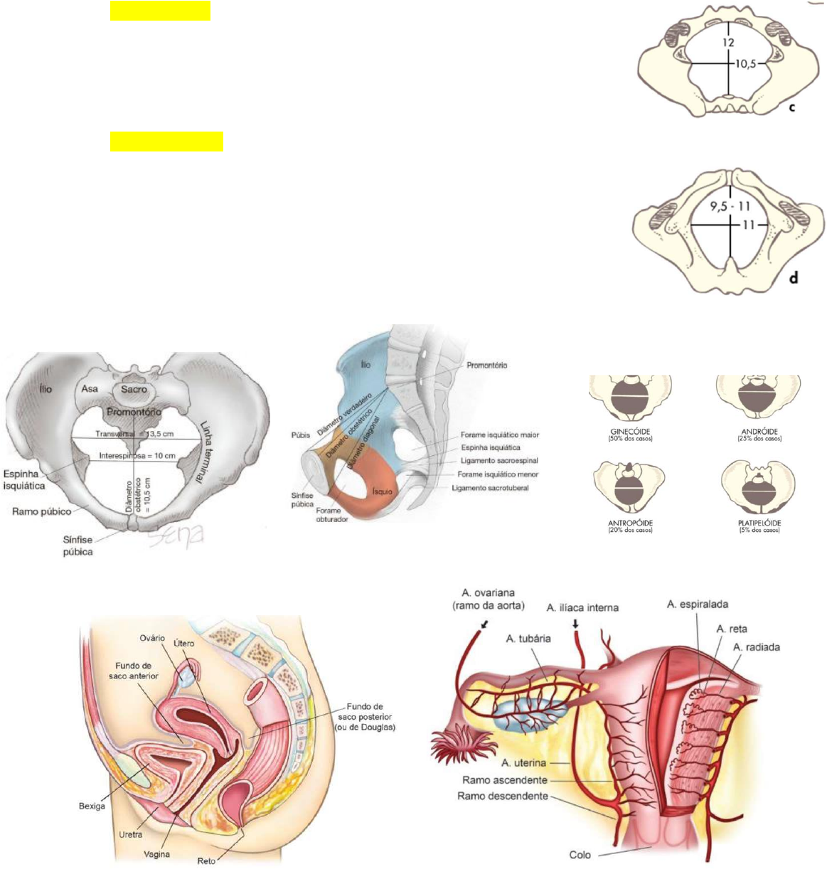 Grátis: A1 OBSTETRÍCIA - Material Claro e Objetivo em PDF para Estudo Rápido, image size:1163x1236