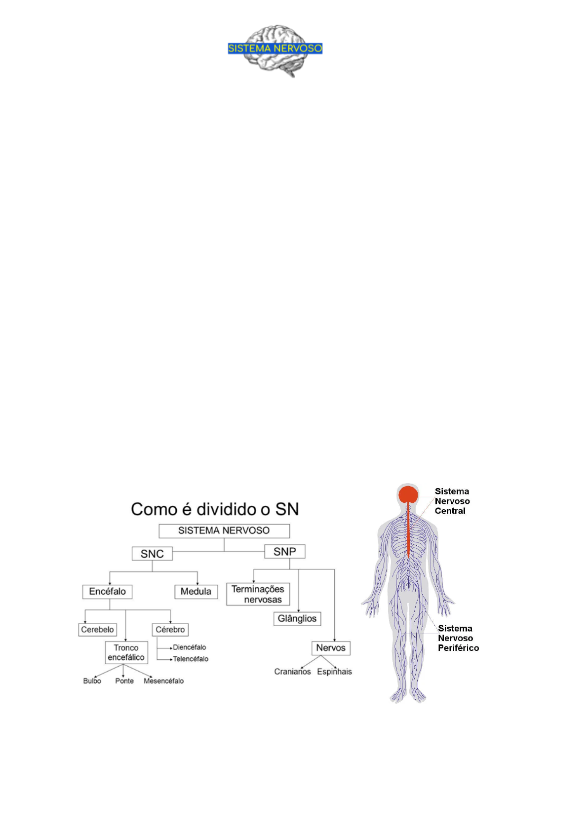 Coluna vertebral: partes, função, doenças, resumo - Biologia Net