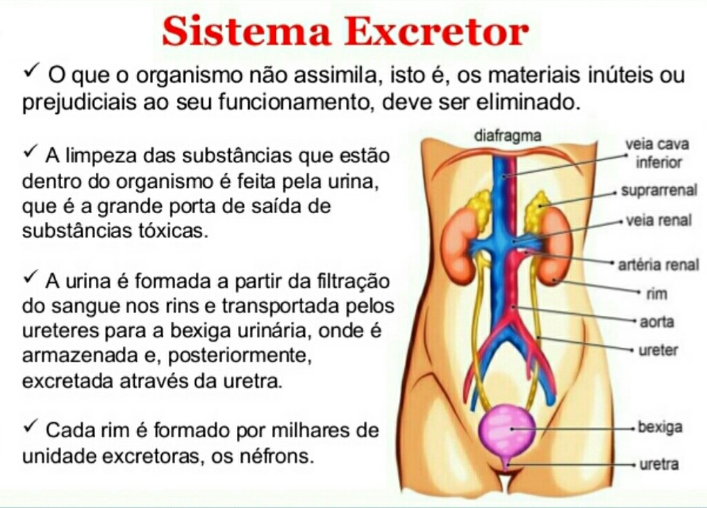 Sistema Excretor Fisiologia Humana I 0613