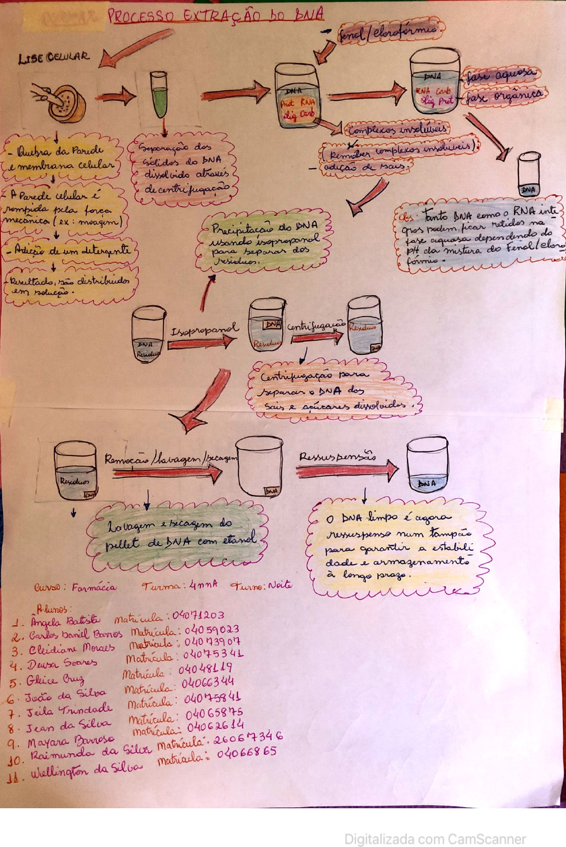 Mapa mental Extração do DNA - Biologia Molecular