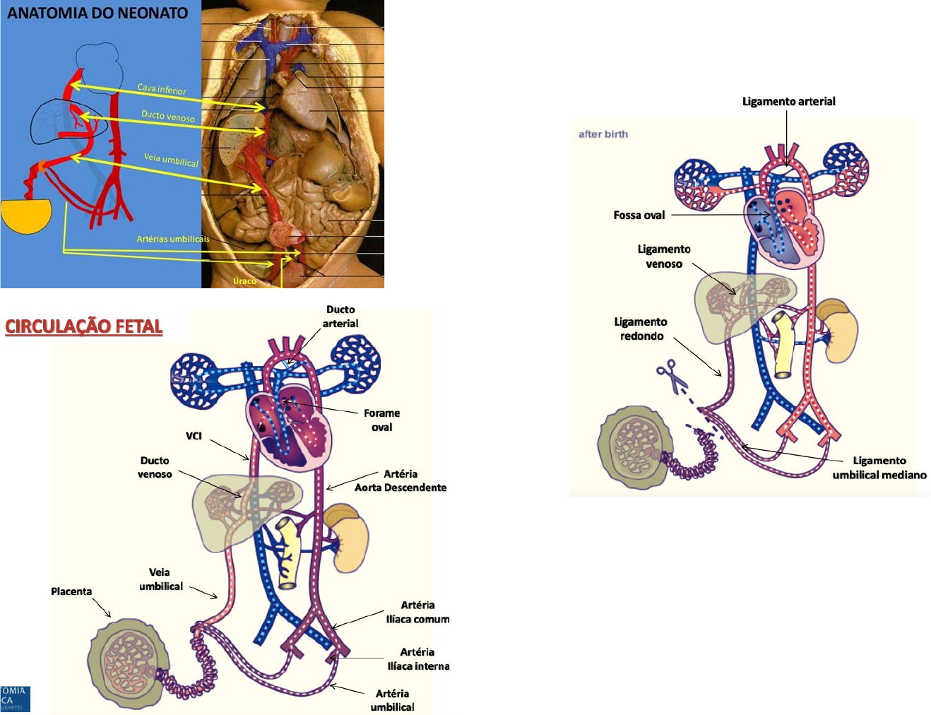 Anatomia Do Cordao Umbilical Equipamento De Modelo De Placenta E