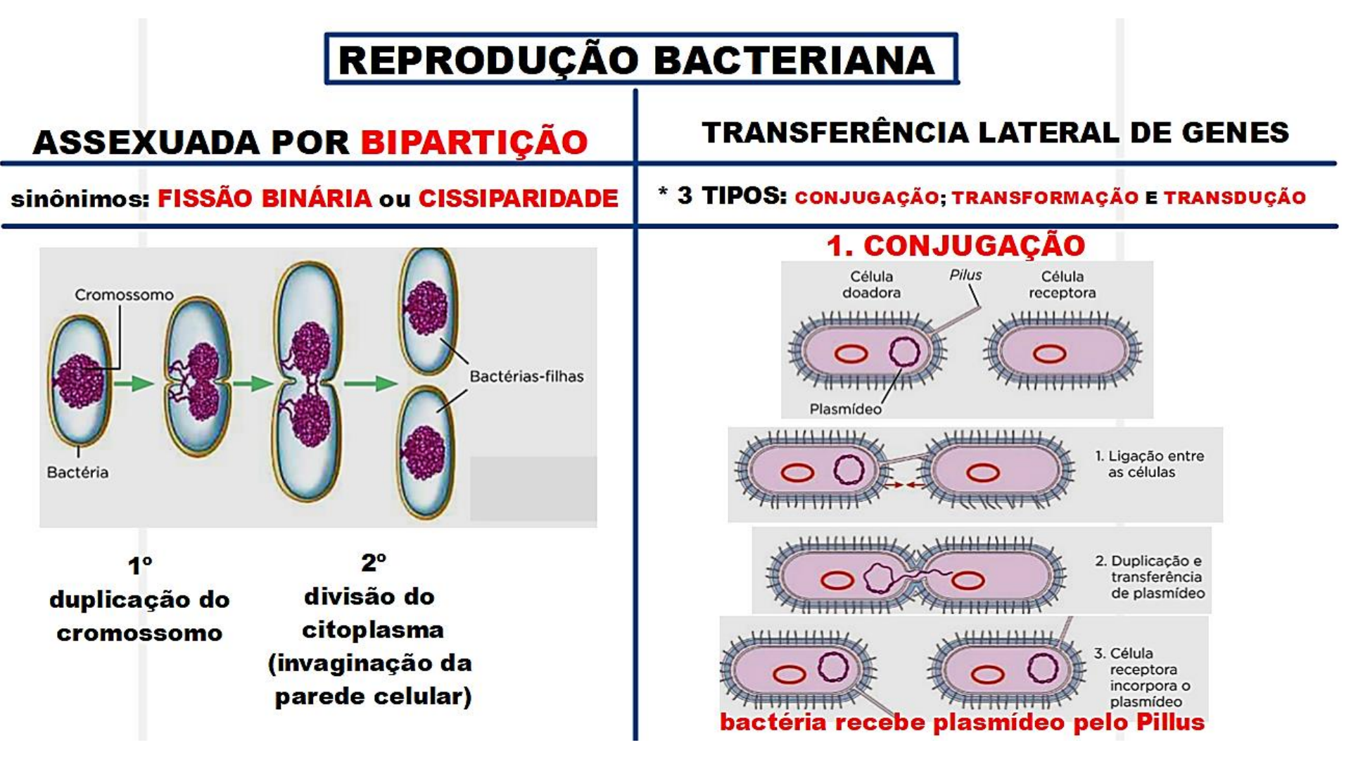 Grátis: REINO MONERA - Material Claro e Objetivo em PDF para Estudo Rápido