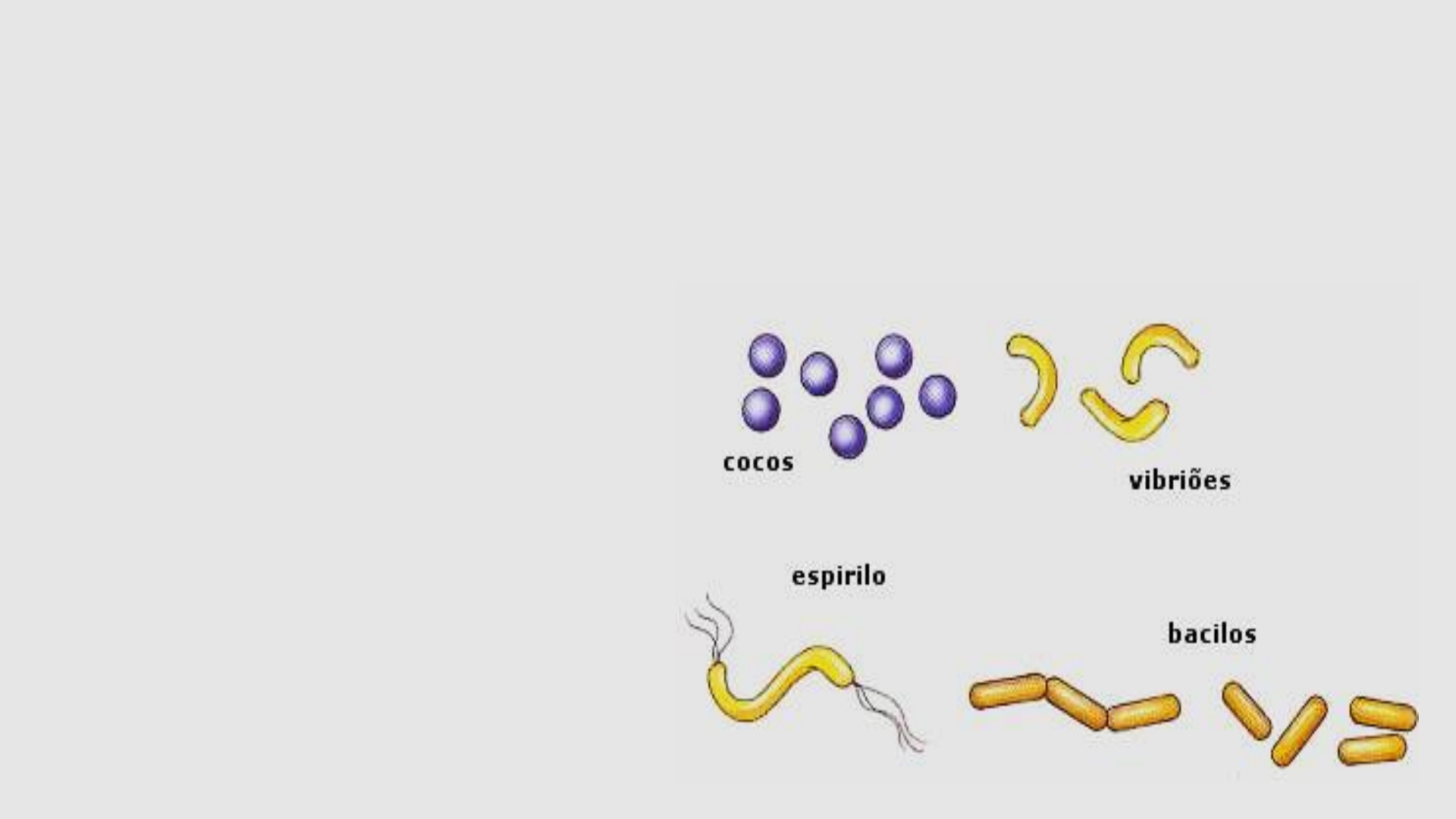 Grátis: REINO MONERA - Material Claro e Objetivo em PDF para Estudo Rápido