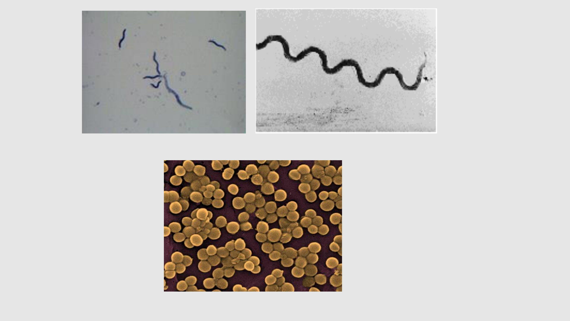 Grátis: REINO MONERA - Material Claro e Objetivo em PDF para Estudo Rápido