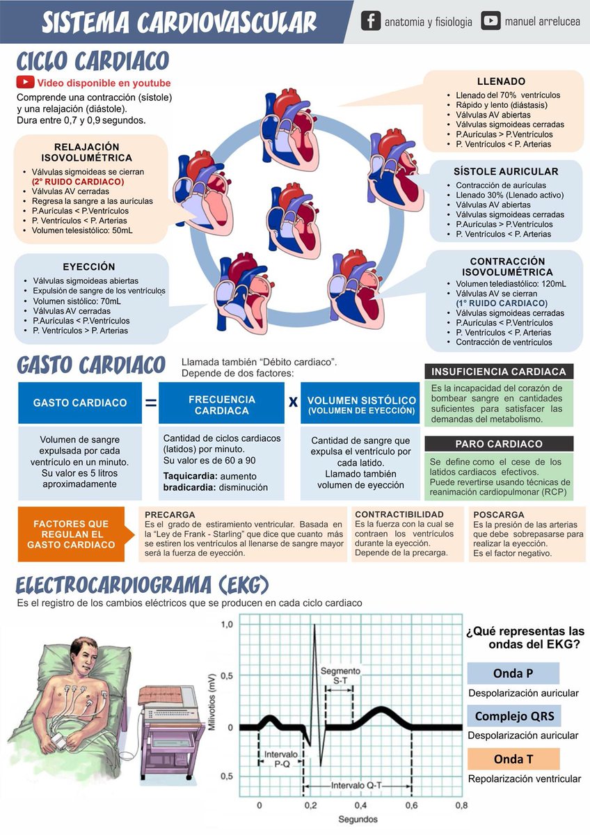 resumo ciclo cardiaco, pré carga, debito cardiaco, pos carga e pressão Anatomia e Fisiologia I resumo ciclo cardiaco, pré carga, debito cardiaco, pos carga e pressão Anatomia e Fisiologia I